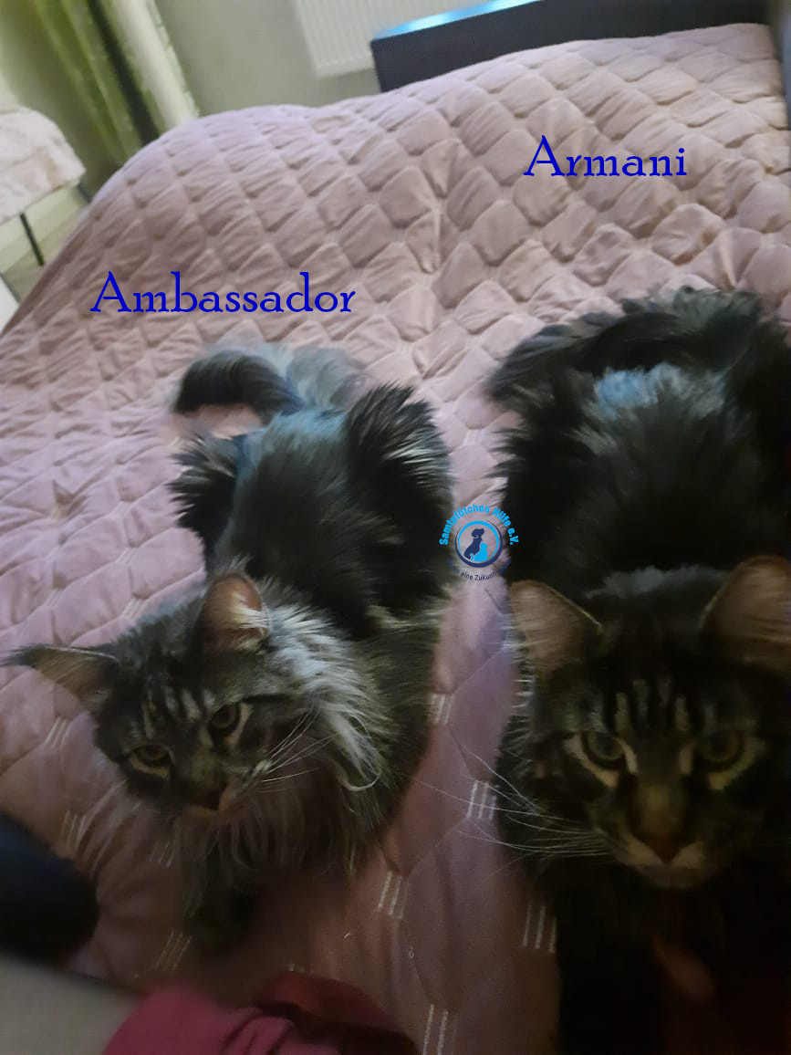 Fremde_Katzen/Armani und Ambassador/Armani und Ambassador04mN.jpg